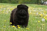 CHOW CHOW 503